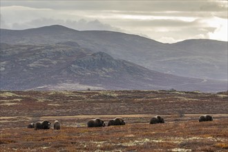 Herd of musk oxen (Ovibos moschatus), grazing, off Bergen, autumn, Dovrefjell National Park,