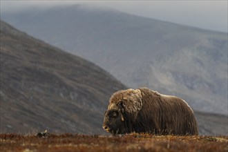 Musk ox (Ovibos moschatus), bull, aggressive, standing, autumn, Dovrefjell National Park, Norway,