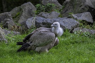 Griffon vulture, Eurasian griffon (Gyps fulvus) scavenger bird native to southern Europe, North