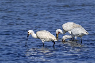 Eurasian spoonbills, common spoonbill (Platalea leucorodia) juvenile with two adults foraging in