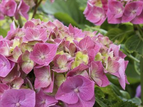 Hydrangea in bloom, North Rhine-Westphalia, Germany, Europe