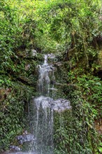 Waterfall among the vegetation of the rainforest on the island of Ilhabela on the north coast of