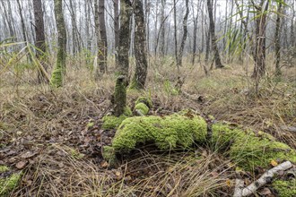 Fog in birch quarry forest (Betula pendula), Emsland, Lower Saxony, Germany, Europe