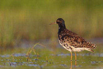 Ruff (Philomachus pugnax), male, Narew, Bialystok, Podlasie, Poland, Europe