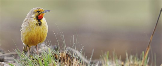 Large-spurred Pipit, cape longclaw (Macronyx capensis), Wakkerstrom surroundings, Wakkerstrom,