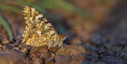 Thistle butterfly, (Vanessa cardu), Syn. Cynthia cardui, butterfly, Kaiserstuhl, Baden-Württemberg,