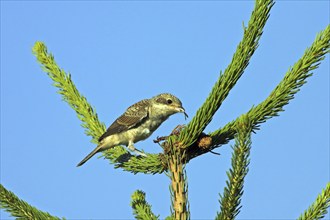 Red-backed shrike, red-backed shrike, thorn-backed shrike, family of shrikes, (Lanius collurio),