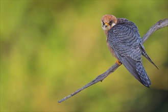 Red-footed Falcon, (Falco vespertinu), flight photo, falcon family, Tower Hide, Tiszaalpár,