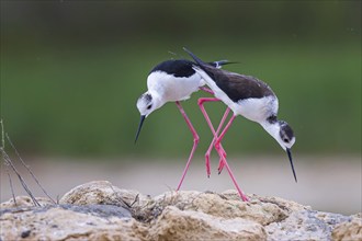 Black-winged Black-winged Stilt (Himantopus himantopus) Family of avocets, male, female, building a