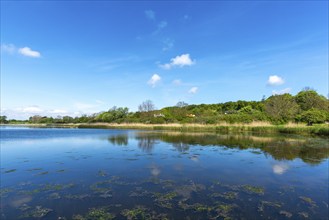 Nyborg, living in the countryside, reed banks, forest, groups of trees, individual houses, idyll,