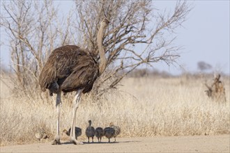 South African ostriches (Struthio camelus australis), group of several chicks, standing on the dirt