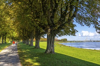 Dense chestnut tree avenue on the Rhine dike near Neuss, Deichallee, autumn, colourful leaves,