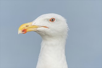 Lesser Black-backed Gull (Larus fuscus) portrait in a harbour on the Atlantic coast. Camaret,