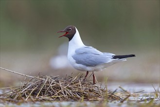 Black-headed gull (Larus ridibundus), breeding at the nest, Hides de El Taray / Floating Hid,