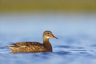 Gadwall, (Anas strepera), Mareca strepera, Wagbachniederung, Villafranca de los Caballeros,