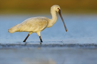 Spoonbill, (Platalea leucorodia), Floating Hide fixed, Tiszaalpár, Kiskunsági National Park,