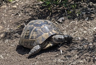 Spur-thighed tortoise (Testudo graeca) in the wild, Myra, Turkey, Asia