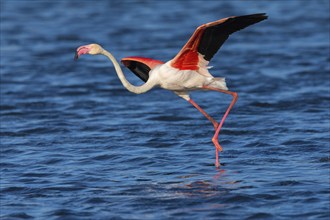 Greater flamingo (Phoenicopterus roseus), walking on the water, East Khawr / Khawr Ad Dahariz,