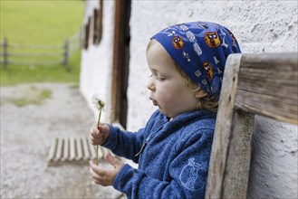 Two year old child with dandelions, Murnau, 19.05.2023