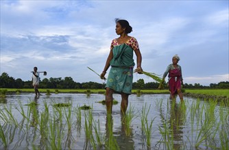 Women farmer planting rice saplings at a paddy field in Baghmara village in Baksa district of