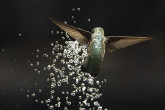 Anna's hummingbird (calypte anna) enjoying the water fountain drops