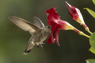 Anna's hummingbird (calypte anna) enjoying the red mandevilla