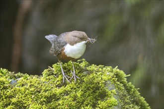 White-throated Dipper (Cinclus cinclus), at a torrent with larvae in its beak,