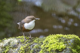 White-throated Dipper (Cinclus cinclus), at a torrent with larvae in its beak,