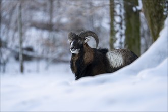 Mouflon (Ovis-gmelini) in winter in the forest, Vulkaneifel, Rhineland-Palatinate, Germany, Europe