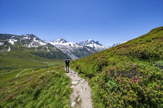 Mountaineer on hiking trail near the Col des Posettes, mountain panorama with glaciated peaks,