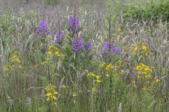 Willowherb (Epilobium angustifolium) and St John's Wort (Hypericum perforatum) between grasses by