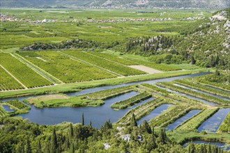 Orchards in the Neretva Delta, Dalmatia, Croatia, Europe