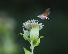 Hummingbird Hawk Moth (Macroglossum stellatarum), feeding on nectar from a Marsh thistle flower