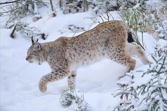 Eurasian lynx (Lynx lynx) walking in a snowy forest in winter, Bavaria, Germany, Europe