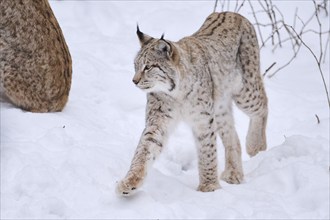 Eurasian lynx (Lynx lynx) walking in the snow in winter, Bavaria, Germany, Europe