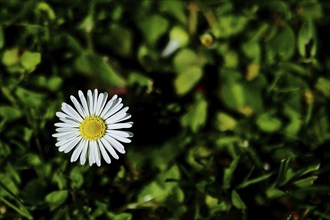 Common daisies (Bellis perennis) Close-up of a flower in a meadow with dark background, Wilnsdorf,