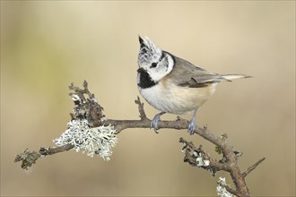 Crested tit (Lophophanes cristatus), sitting on a branch overgrown with reindeer lichen (Cladonia