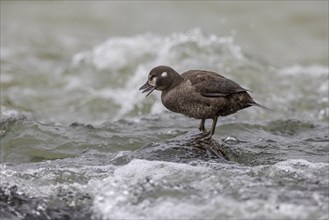 Harlequin duck (Histrionicus histrionicus), female, on a stone in a raging river, long exposure,