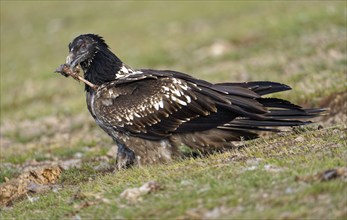 Young bearded vulture (Gypaetus barbatus) with a small bone in its beak Catalonia, Pyrenees, Spain,