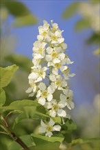 Common weeping cherry (Prunus padus, Padus avium), flowering, North Rhine-Westphalia, Germany,