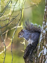 Grey Squirrel, Sciurus carolinensis in a forest