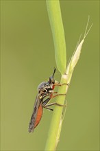 Hump-backed hawk fly (Dioctria rufipes), female, predatory fly, North Rhine-Westphalia, Germany,