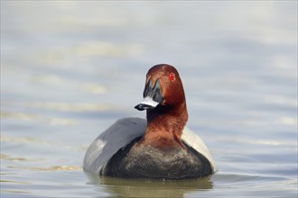 Common Pochard (Aythya ferina), male, Camargue, Provence, southern France