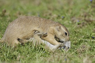 Black-tailed prairie dog (Cynomys ludovicianus) with young, captive, occurring in North America