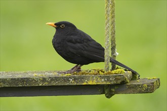 European blackbird (Turdus merula) adult male bird on a garden swing, England, United Kingdom,