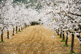 Flowering almond trees (Prunus dulcis), near Alaró, Serra de Tramuntana, Majorca, Balearic Islands,