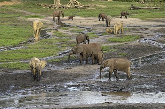 African forest elephants (Loxodonta cyclotis) in the Dzanga Bai forest clearing, Dzanga-Ndoki