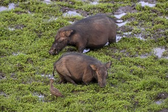 Giant forest hog (Hylochoerus meinertzhageni) in the Dzanga Bai forest clearing, Dzanga-Ndoki