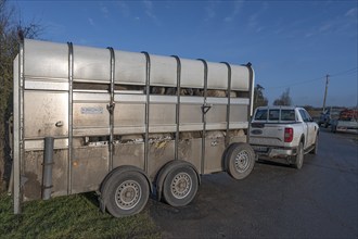 Double-decker livestock trailer loaded with sheep, pulled by a pickup truck,