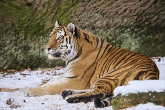 Siberian tiger (Panthera tigris altaica) lying in the snow in winter, captive, Germany, Europe